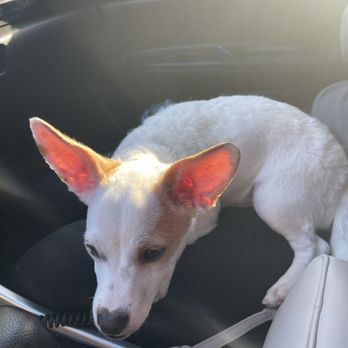 Allie & Paws - Skye looking white again - Pet Groomers Near Me - Downey, California