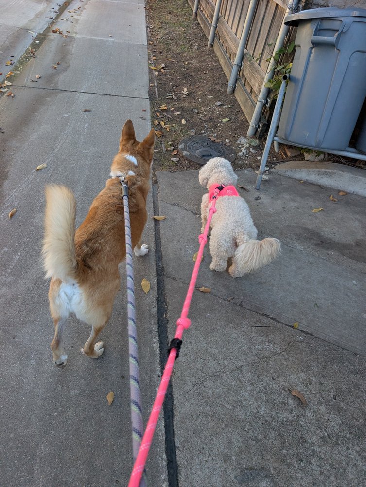 Villagers Dog Walking and Boarding - pet boarding facility in Dallas, TX