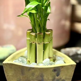 Harmony Bamboo - Nurseries & Gardening Near Me - Port Saint Lucie, Florida Harmony Bamboo - Nurseries & Gardening Near Me - Port Saint Lucie, Florida