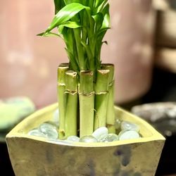 Harmony Bamboo