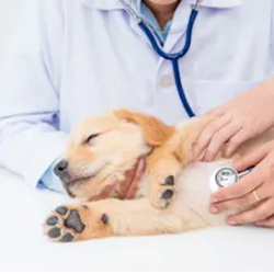 Red Hills Animal Hospital