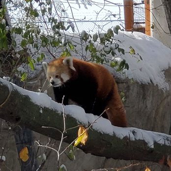 ZooMontana - Red panda - Zoos Near Me - Billings, Montana ZooMontana - Red panda - Zoos Near Me - Billings, Montana