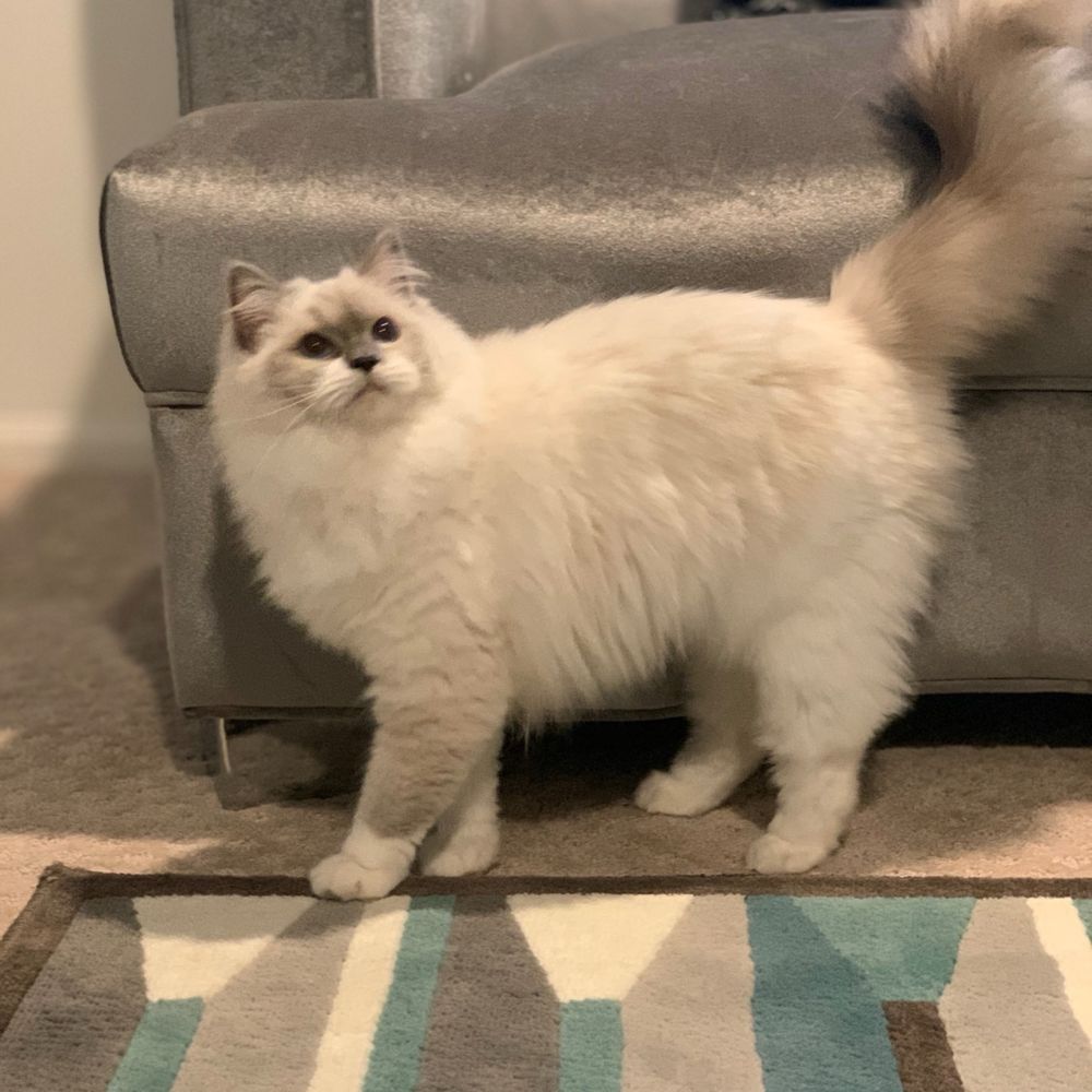 Photo updates we got after Kiki was healing from getting fixed