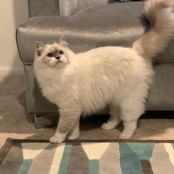Ragdolljjsweeti - Photo updates we got after Kiki was healing from getting fixed - Pet Breeders Near Me