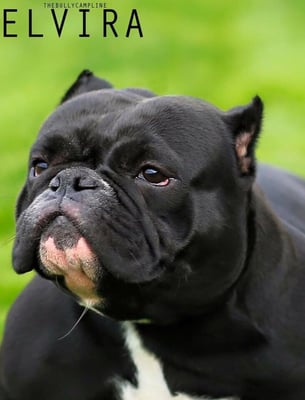 Boone's Feed by null