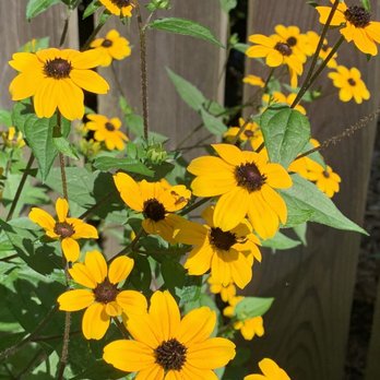 UNC Charlotte Botanical Gardens - Black eyed Susan - Botanical Gardens Near Me - Charlotte, North Carolina
