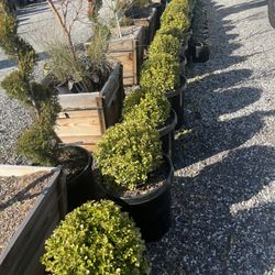 Mi Jalisco Nursery