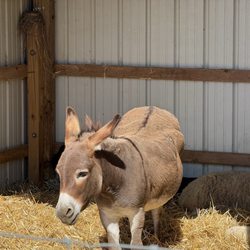 Trax Farms - Donkey