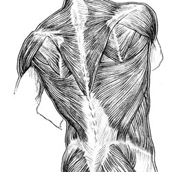 Phillip A Bordonaro, LMT - Posterior Torso