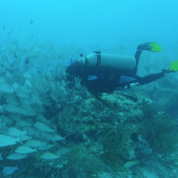 Reef Quest Divers