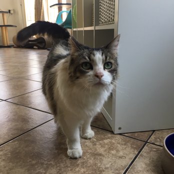 The Dancing Cat - beautiful cat! - Pet Adoption Near Me - San Jose, California The Dancing Cat - beautiful cat! - Pet Adoption Near Me - San Jose, California