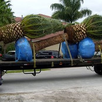 A Quality Plant - a truck carrying a large tree - Nurseries & Gardening Near Me - Ruskin, Florida A Quality Plant - a truck carrying a large tree - Nurseries & Gardening Near Me - Ruskin, Florida