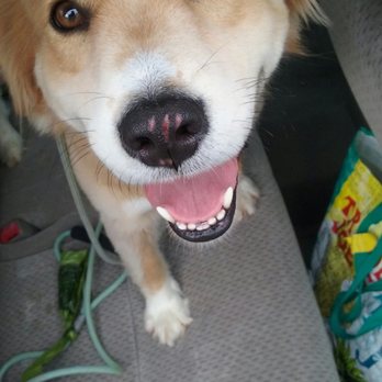 Top Dog - Pet Training Near Me - Greenville, South Carolina Top Dog - Pet Training Near Me - Greenville, South Carolina