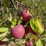Photo of Applevale Orchards