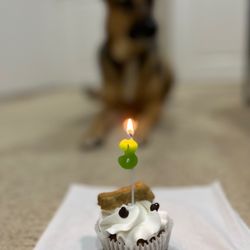 Dexter's Deli - Pupcake for our pup's 3rd Birthday!