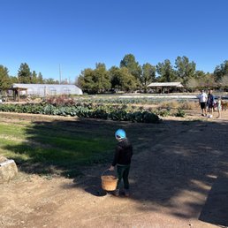 Veggie picking farm Veggie picking farm