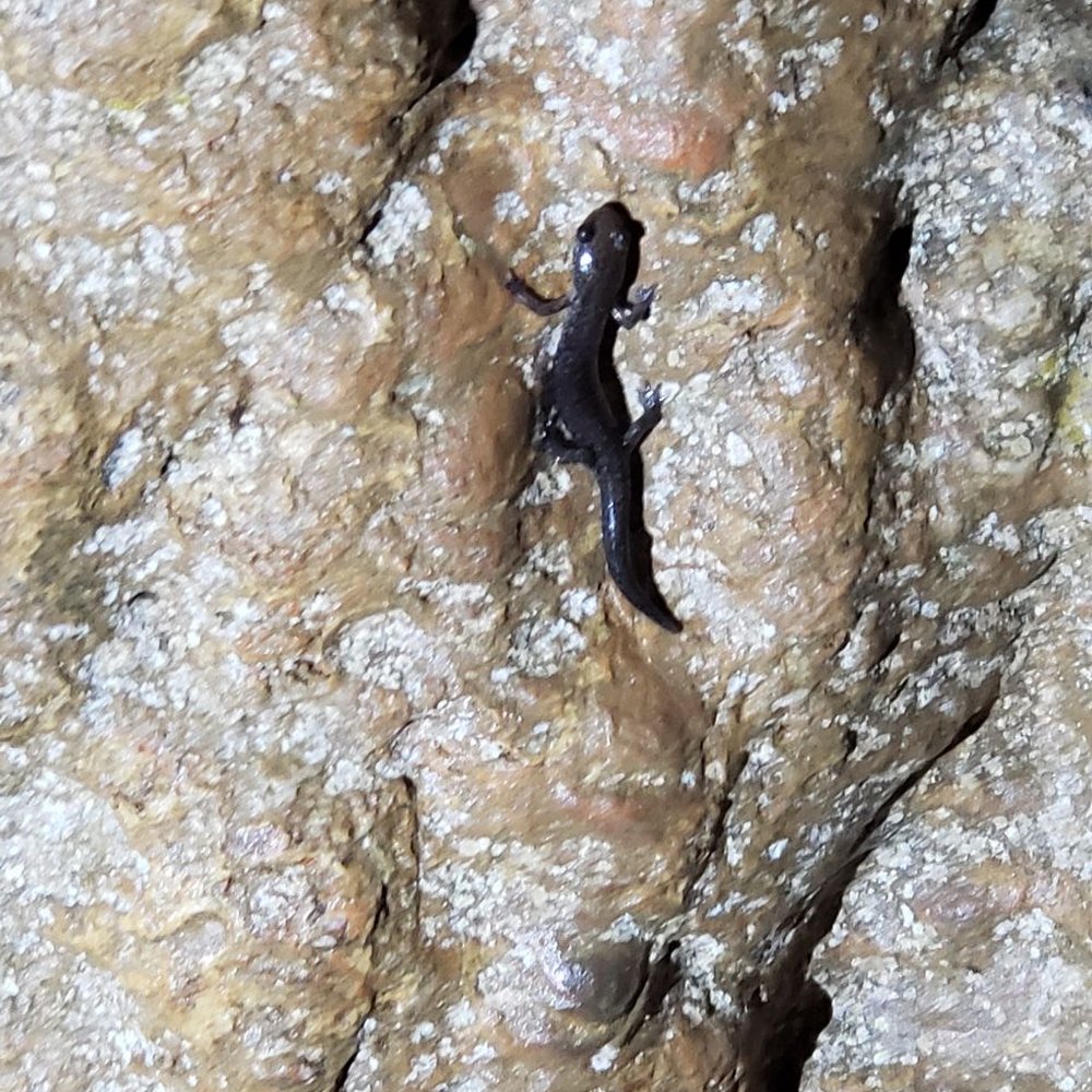 Dixie Caverns - Campgrounds Near Me - Salem, Virginia