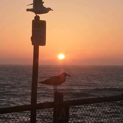 Boiler Bay State Scenic Viewpoint - The seagulls were also enjoying the sunset.
