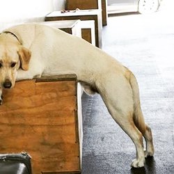 Tucker, Becca and Eric's sweet Lab.