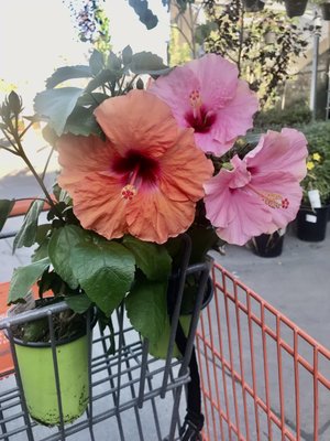 The Home Depot by null