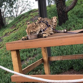 Wild Wonders - Zoos Near Me - Bonsall, California Wild Wonders - Zoos Near Me - Bonsall, California