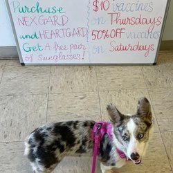 Sea Gate Veterinary Hospital - Azula coming to check out their monthly specials