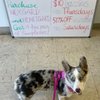 Sea Gate Veterinary Hospital gift card