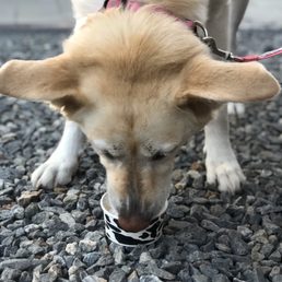 Lucy enjoying her dog treat! Lucy enjoying her dog treat!