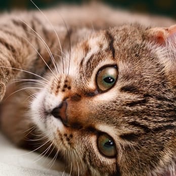 Dr Paws - Veterinarians Near Me - Scranton, Pennsylvania Dr Paws - Veterinarians Near Me - Scranton, Pennsylvania