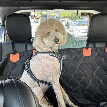 poshpetcare - Poshpetcare $300 haircut :,( - Pet Groomers Near Me - Los Angeles, California