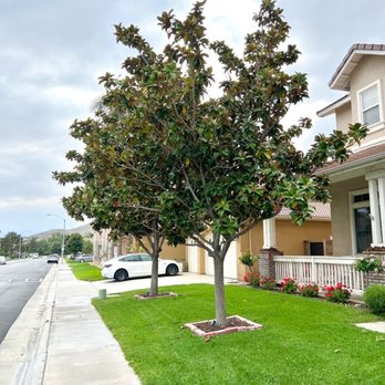 Lucero Tree Service - 2 over grown magnolia trees - Tree Services Near Me Lucero Tree Service - 2 over grown magnolia trees - Tree Services Near Me
