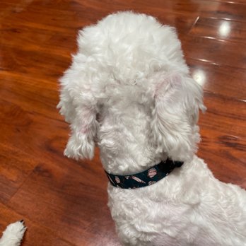 Old Town Pet Grooming - no trying to brush but shave it all just because it's easier. - Pet Groomers Near Me - Garden Grove, California Old Town Pet Grooming - no trying to brush but shave it all just because it's easier. - Pet Groomers Near Me - Garden Grove, California