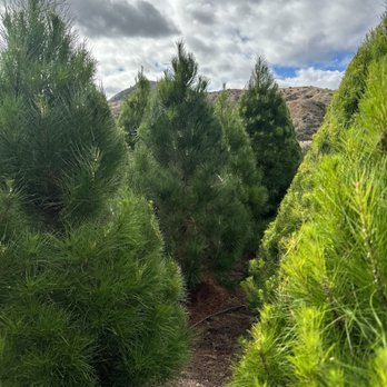 Peltzer Pines - Silverado - Christmas Trees Near Me - Silverado, California