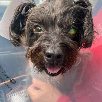 Veterinary Eye Institute Upland - Eye test showing affected area. - Veterinarians Near Me - Upland, California Veterinary Eye Institute Upland - Eye test showing affected area. - Veterinarians Near Me - Upland, California