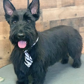 Kanine Kuts - Pet Groomers Near Me - Kenosha, Wisconsin Kanine Kuts - Pet Groomers Near Me - Kenosha, Wisconsin