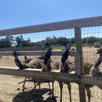 Ostrichland USA - Emus eyes scare me but they were more calm than the Ostriches - Attraction Farms Near Me - Solvang, California Ostrichland USA - Emus eyes scare me but they were more calm than the Ostriches - Attraction Farms Near Me - Solvang, California