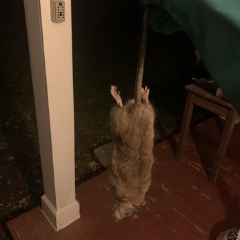 Pest Champions - Bye bye!!! - Pest Control Near Me Pest Champions - Bye bye!!! - Pest Control Near Me