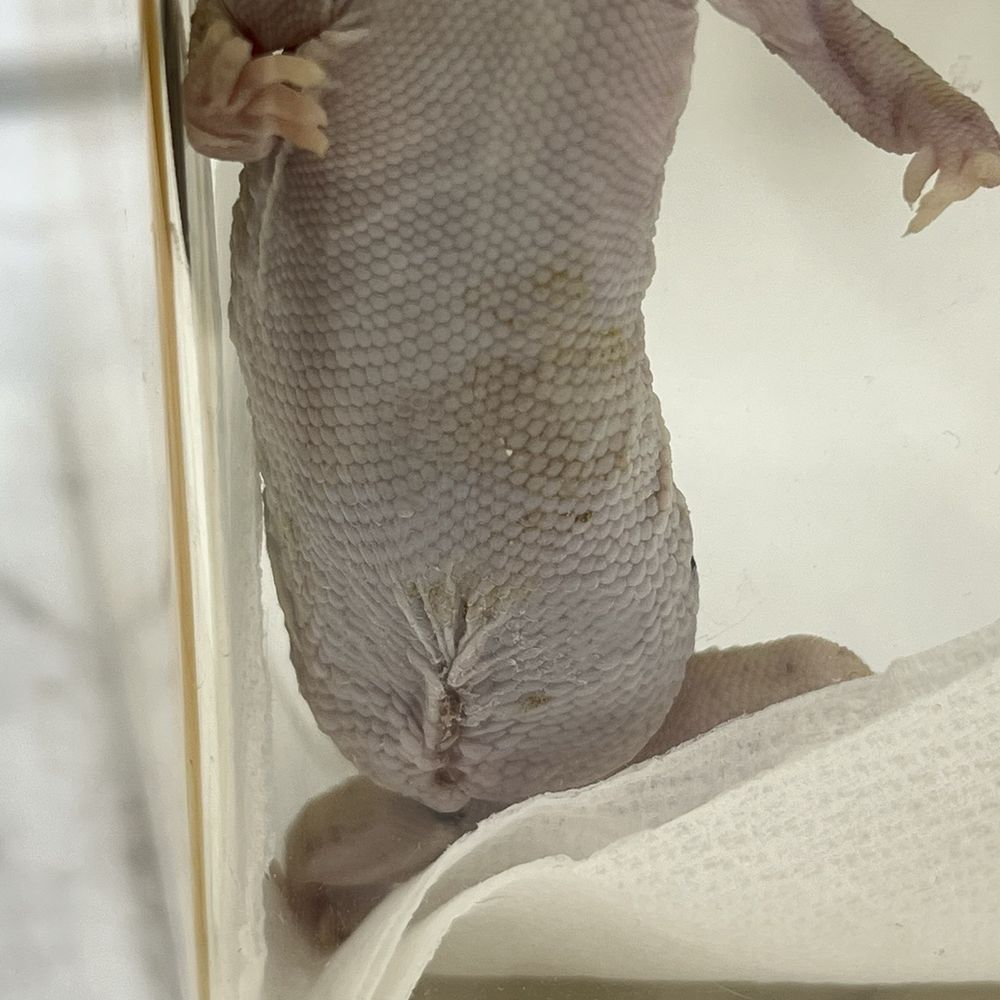 Fauna Veterinary Collective - Post surgery incision - Veterinarians Near Me - Lake Forest, California