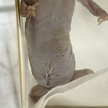 Fauna Veterinary Collective - Post surgery incision - Veterinarians Near Me - Lake Forest, California