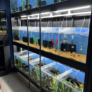 Only Fins - Local Fish Stores Near Me - Houston, Texas Only Fins - Local Fish Stores Near Me - Houston, Texas