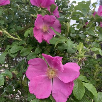 Shore Path - Rosa rugosa - Hiking Near Me