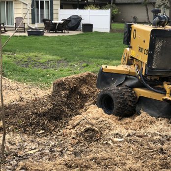 Black Bear Services - Tree Services Near Me Black Bear Services - Tree Services Near Me