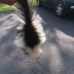 Crazy Eddies Animal Control - Little Guy Baby Skunk