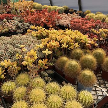 Daniel's Specialty Nursery - Nurseries & Gardening Near Me - Lakeside, California Daniel's Specialty Nursery - Nurseries & Gardening Near Me - Lakeside, California
