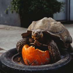 The Neighborhood School - Maria, our pumpkin loving tortoise.