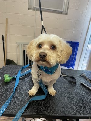 Fresh Pets And Grooming - Fresh Pets And Grooming is open Mon, Tue, Wed, Thu, Fri, Sat, Sun.