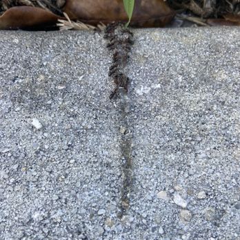 The Bug Blasters Pest Control - Pest Control Near Me - Cape Coral, Florida The Bug Blasters Pest Control - Pest Control Near Me - Cape Coral, Florida