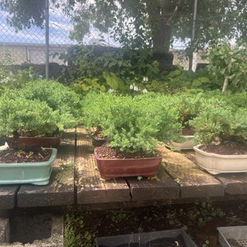 Maruyama Bonsai Nursery - Assortment of juniper plants - Nurseries & Gardening Near Me - Sacramento, California