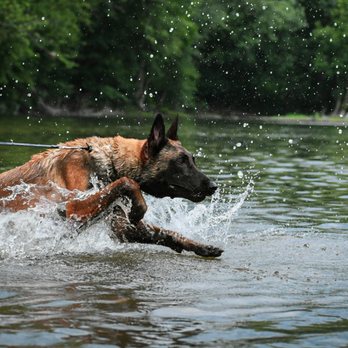 Canine Redemption - Dock Diving Introductions, Water Introductions, Water Detection - Pet Photography Near Me Canine Redemption - Dock Diving Introductions, Water Introductions, Water Detection - Pet Photography Near Me