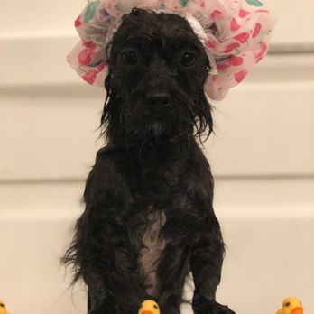 Pretty in Fluff - Cute bath pic - Pet Groomers Near Me Pretty in Fluff - Cute bath pic - Pet Groomers Near Me